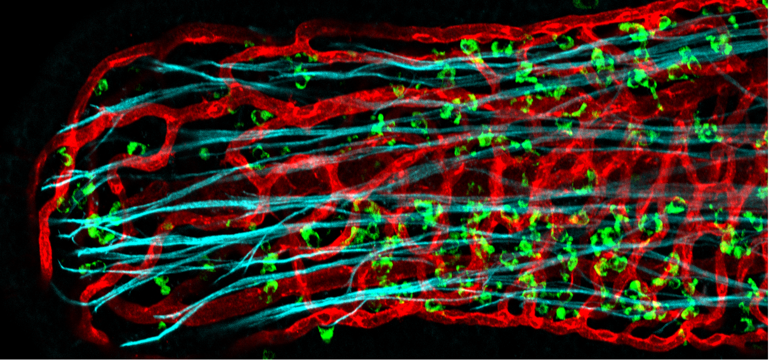 The image shows the tissue localisation of intestinal eosinophils using 3D confocal microscopy. A intact villous from the murine small intestine is shown with the blood vasculature labelled in red, myofibroblasts labelled in cyan and eosinophils labelled in green. Eosinophils are found scattered throughout the villous mucosa and form close associations with myofibroblasts (shown) and neurons (not shown).