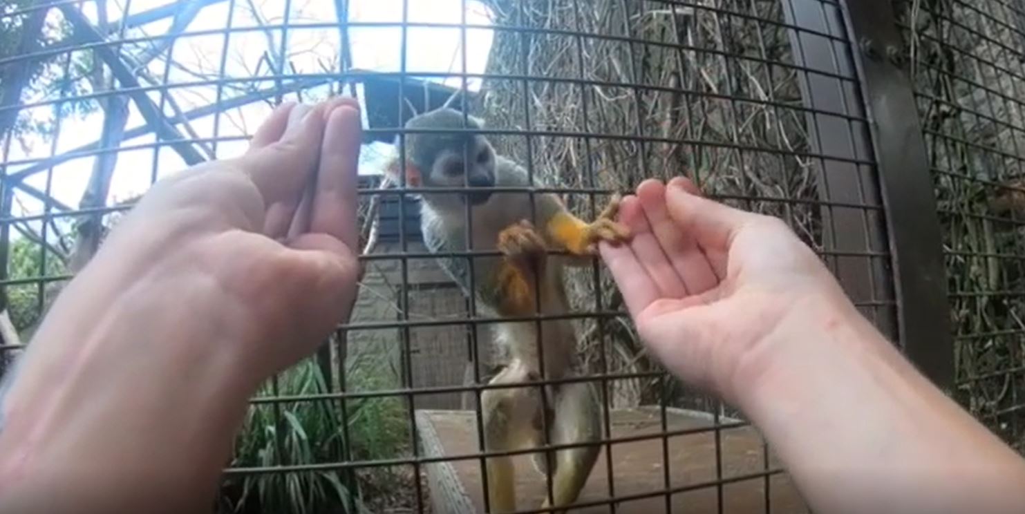 Manual action expectation and biomechanical ability in three species of New World monkey CREDIT Current Biology Garcia-Pelegrin et al