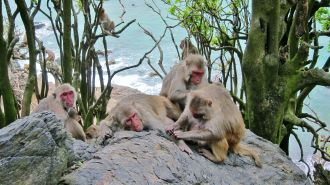 cayo-santiago-macaques-1