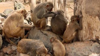 cayo-santiago-macaques-2