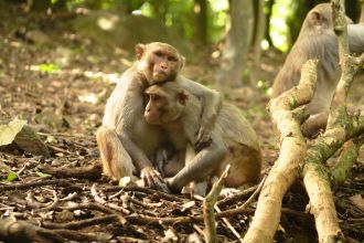 cayo-santiago-macaques-3