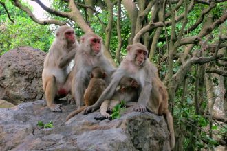 cayo-santiago-macaques-6