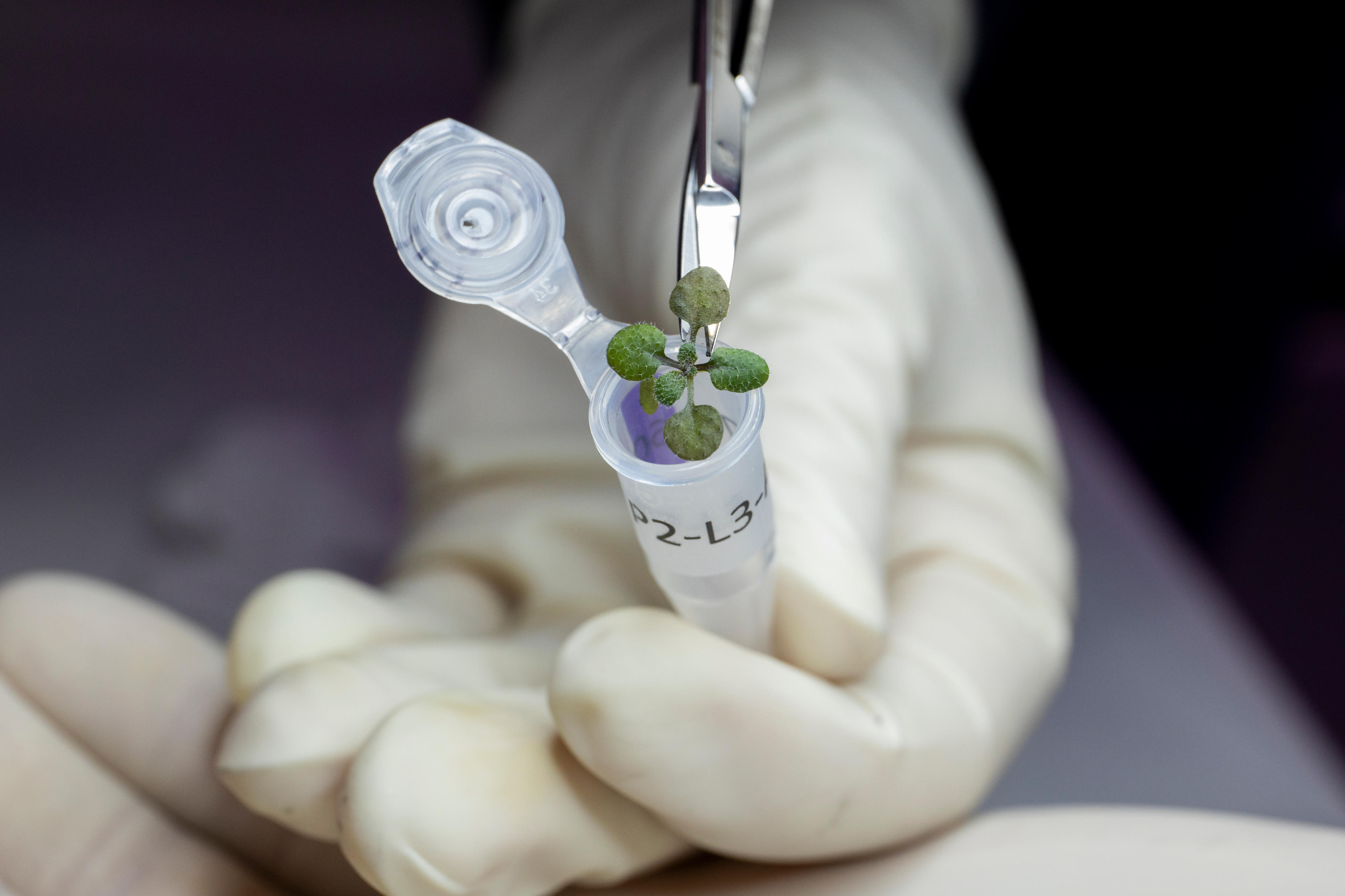 Credit: UF/IFAS photo by Tyler Jones.