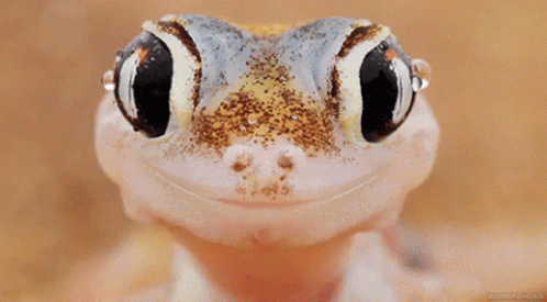 https://tenor.com/view/geckos-cute-lick-adorable-gif-16693145
