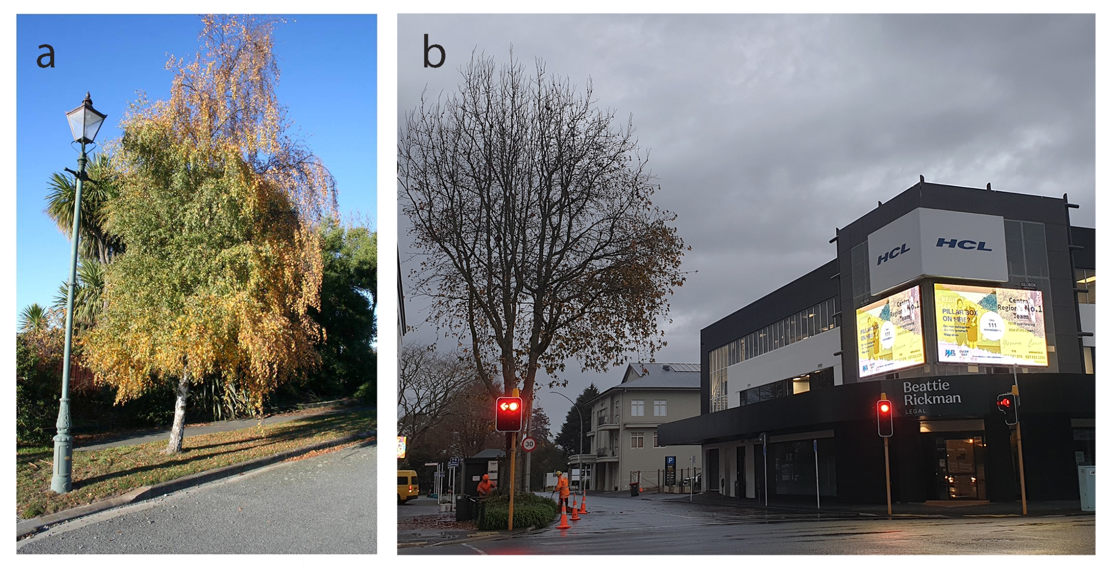 (a) Pauline and Brian Loader; (b) BF.