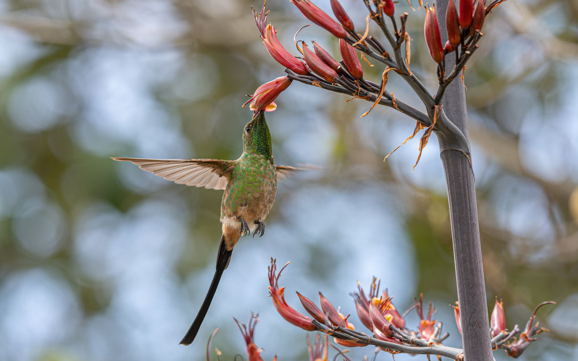 Black-tailed trainbearer. Credit - Carlos Guevara