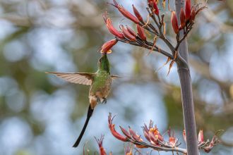 The black-tailed trainbearer