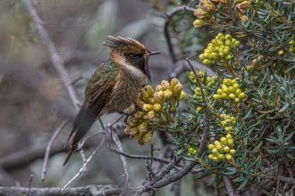 The buffy helmetcrest