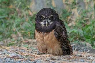 The spectacled owl