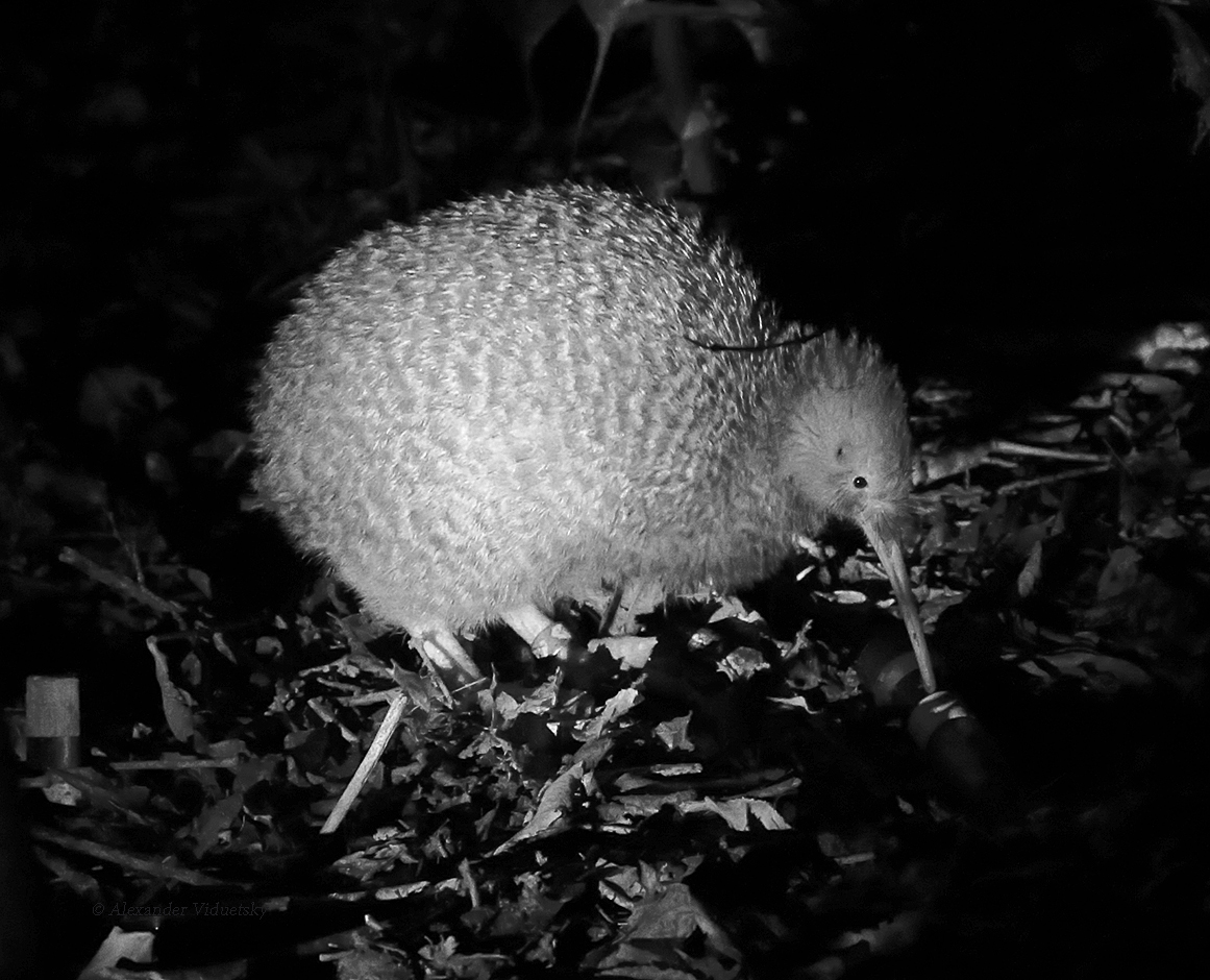 © Alexander Viduetsky, some rights reserved (CC-BY-NC)