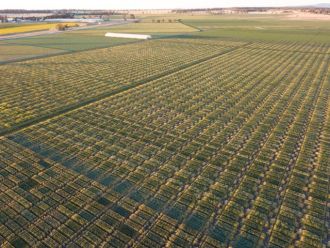 Wheat fields at Narrabri, NSW