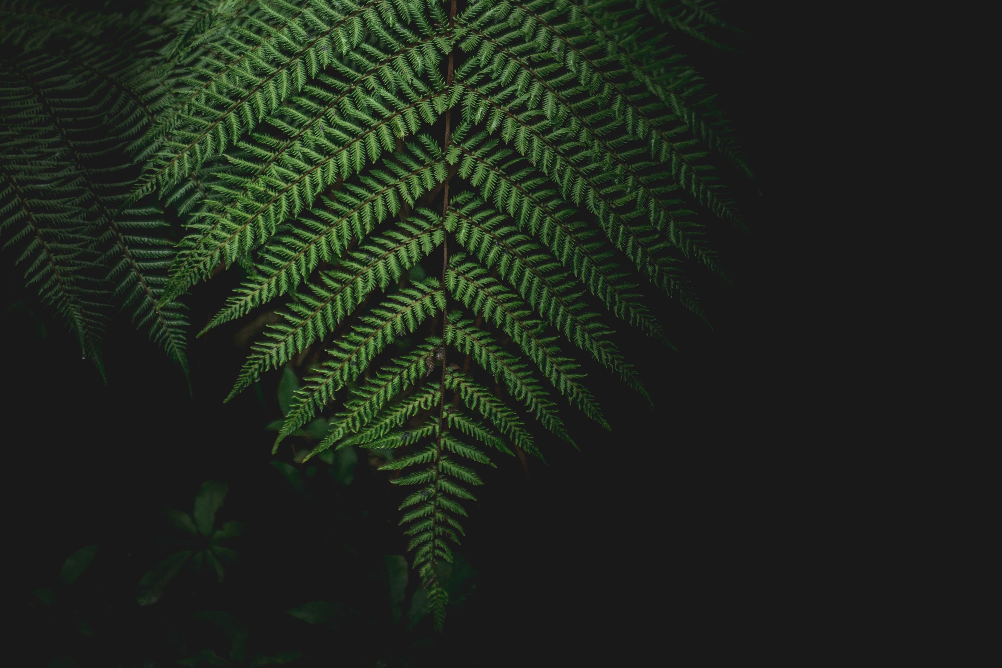 Credit: Racim Amr/Unsplash