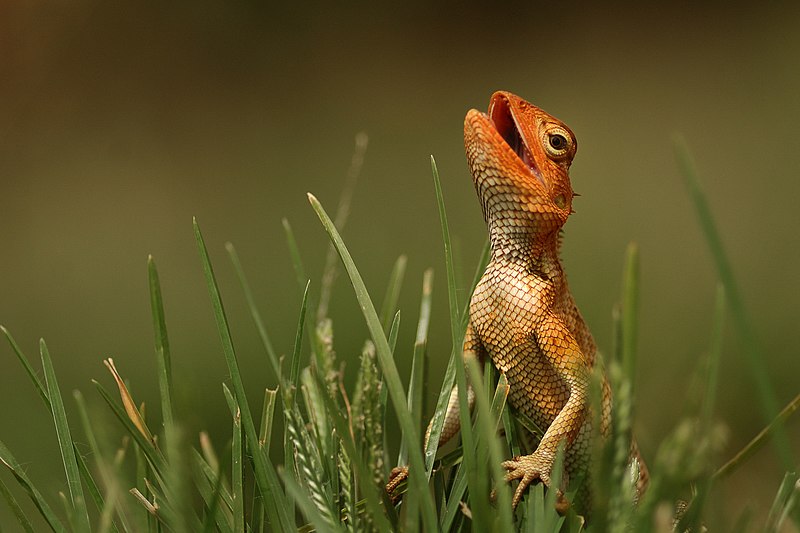 Garden_Lizard_Threat_DSC_7464 By Kalyan Varma - Own work, CC BY-SA 4.0