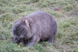Wombat
