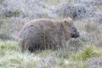Wombat