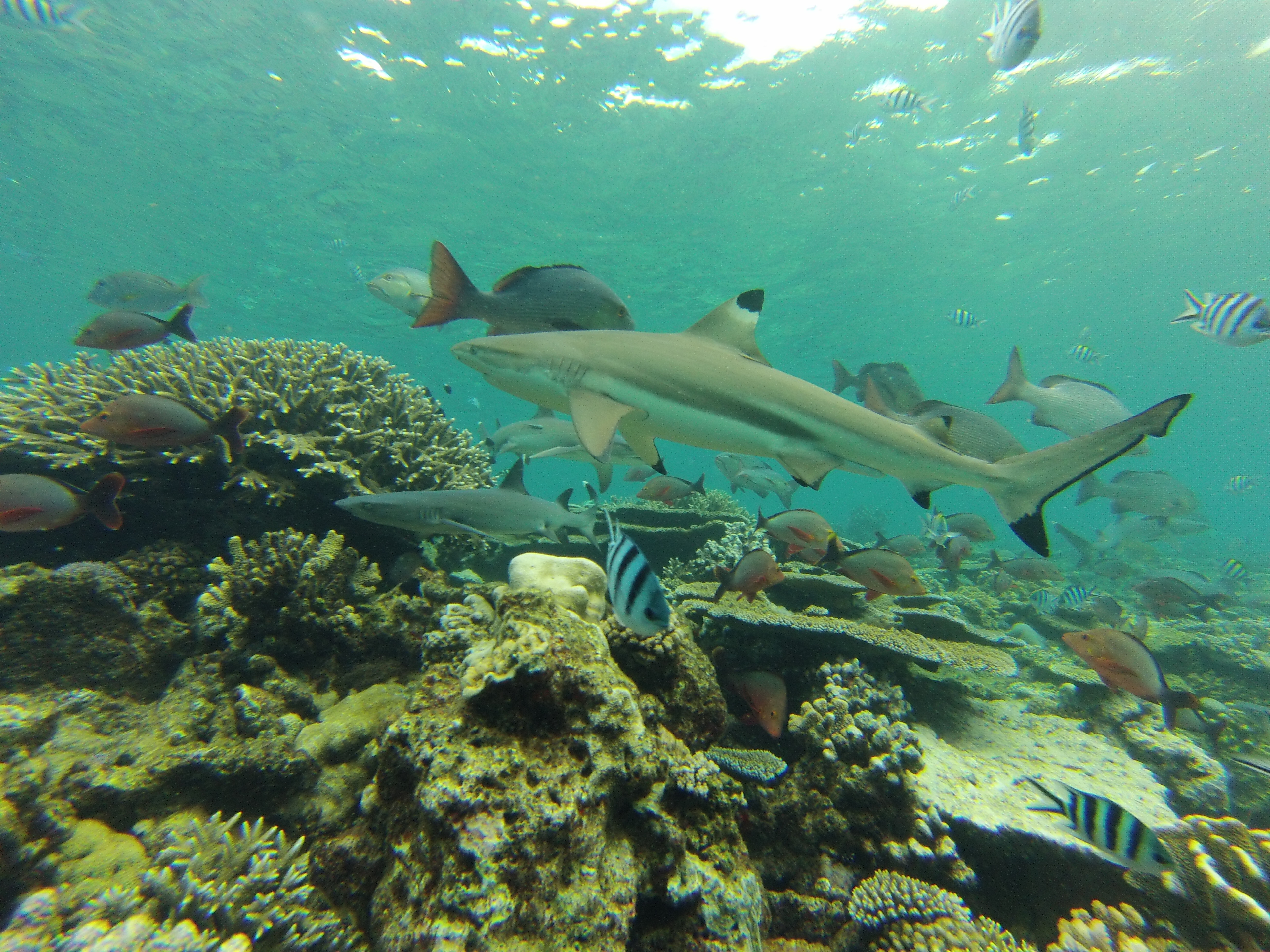 A blacktip reef sharks (Carcharhinus melanopterus) on a coral reef in Fiji. This species is assessed as Vulnerable globally. Photo credit: Colin Simpfendorfer.