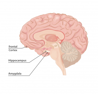 Cross-section of the human brain showing the hippocampus
