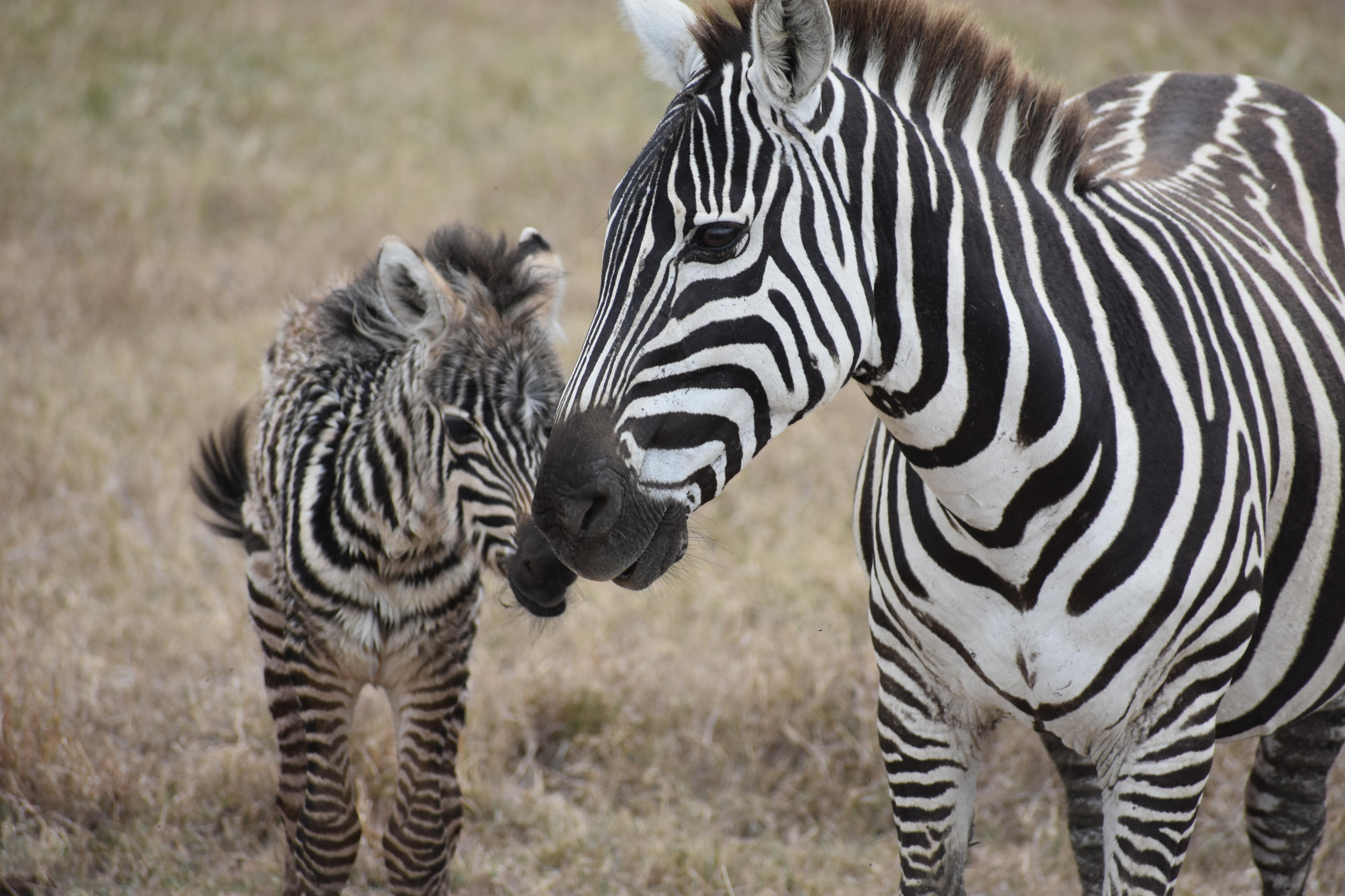 A mother plains zebra with her foal. Credit: Severine B.S.W. Hex