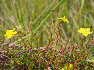 Fleurieu Peninsula Guinea‐flower (Hibbertai tenuis) 