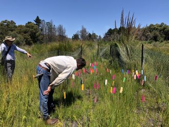 Monitoring Fleurieu Peninsula guinea‐flowers in South Australia