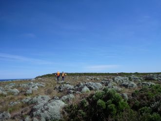 Looking for metallic sun-orchids in Victoria