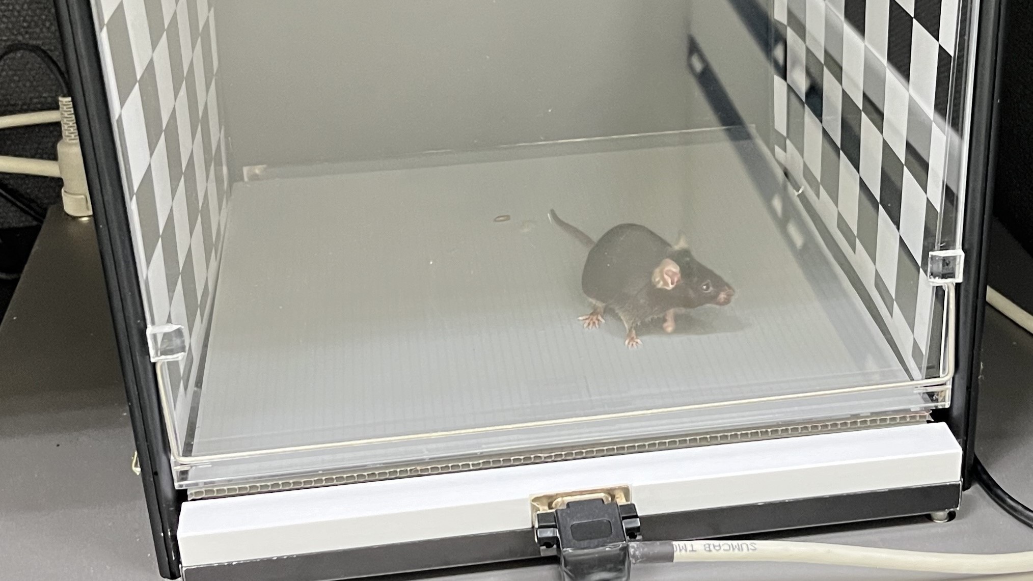 An experimental mouse behavior box . Inhibitory fear memory engram in the mouse central lateral amygdala, Hou et al