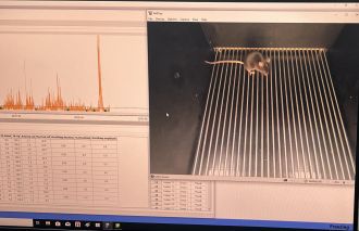 Analysis of mice exhibiting freezing behaviour after receiving electric shocks