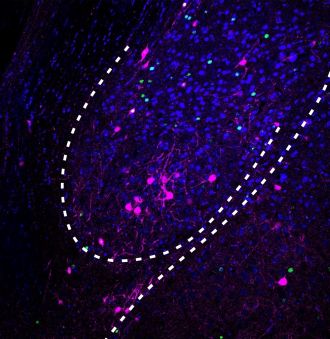 Two groups of fear memory cells