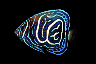 A juvenile Pomacanthus imperator x P. annularis hybrid 