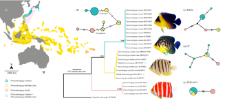 Advances in molecular techniques have made hybrid identification much easier