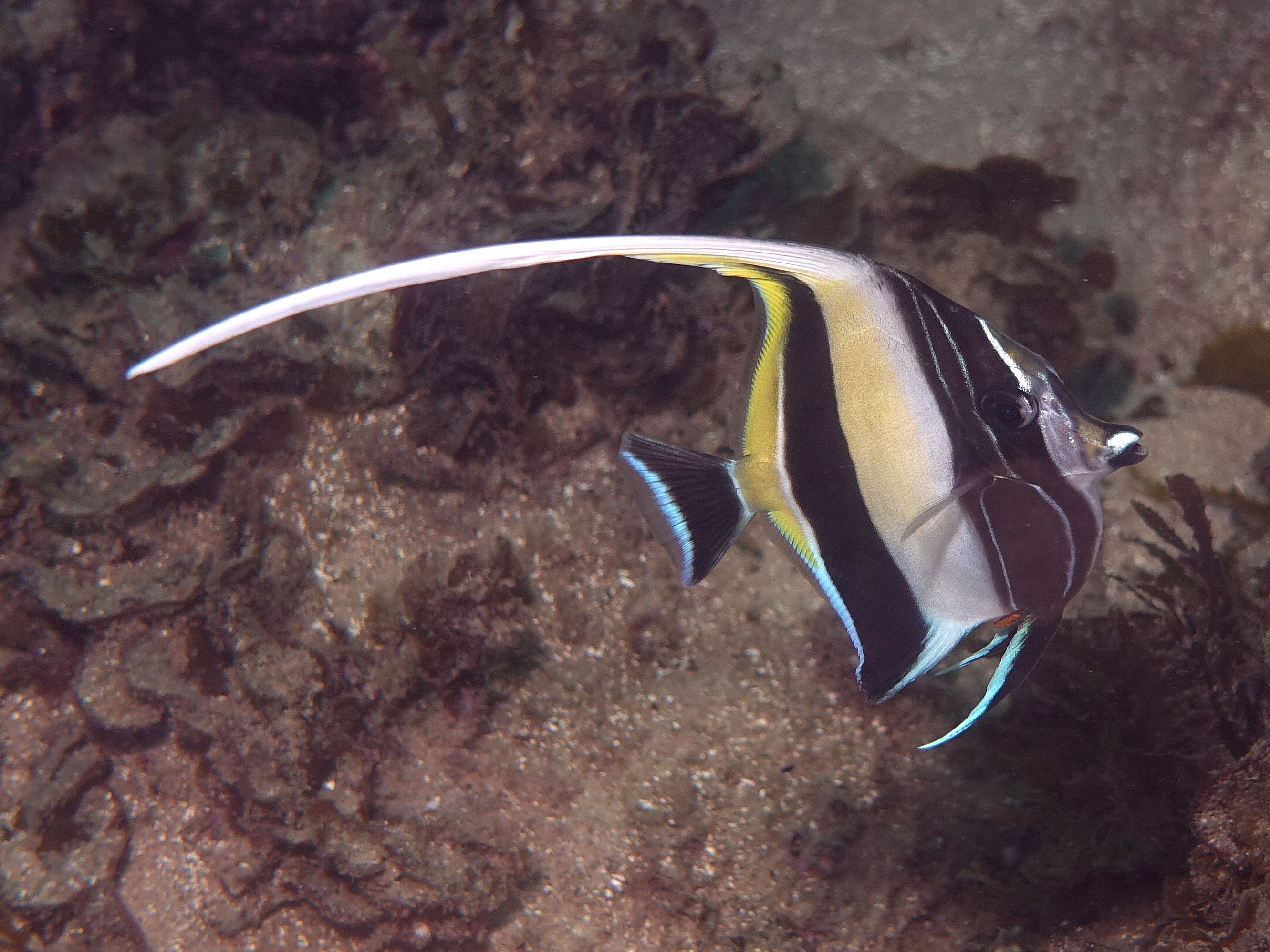 Jack Hannan/Moorish Idol, Cabbage Tree Bay Sydney 