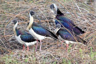 Adult straw-necked ibises