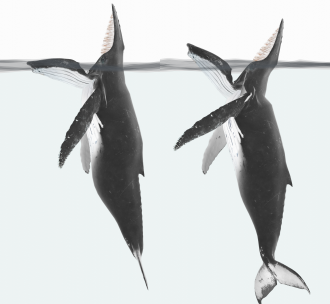  Diagram of humpback engaged in trap feeding; with a jaw either flush with the w