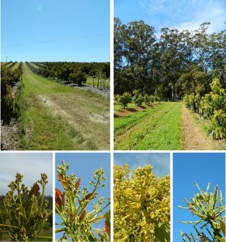 Avocado orchards were sampled in the Pemberton-Manjimup region of WA.