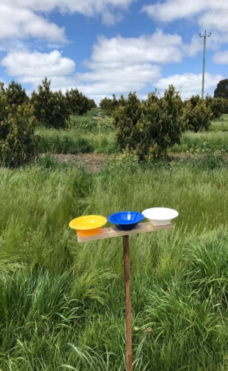 Pan traps, coloured bowls filled with soapy water.
