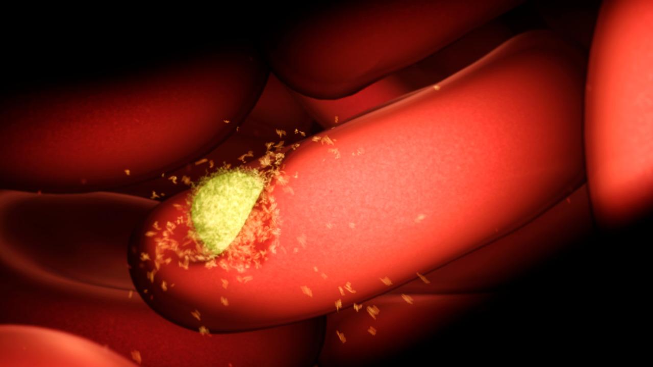 Caption: A malaria parasite (yellow) entering a red blood cell. WEHI researchers have identified a way to block this key stage of malaria infection.  Image credit: WEHI