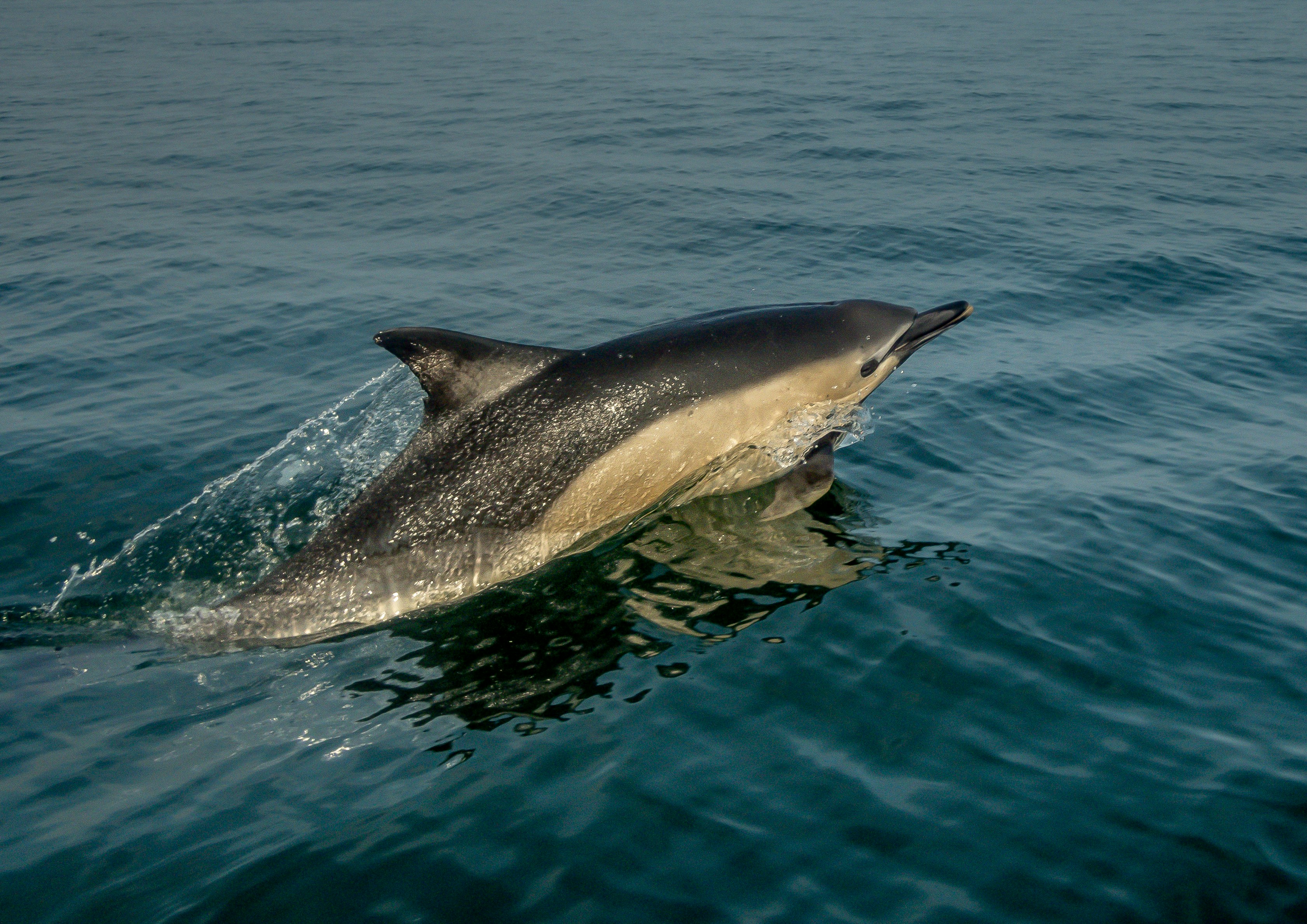 Short-beaked common dolphin, image by Ray Harrington via UnSplash