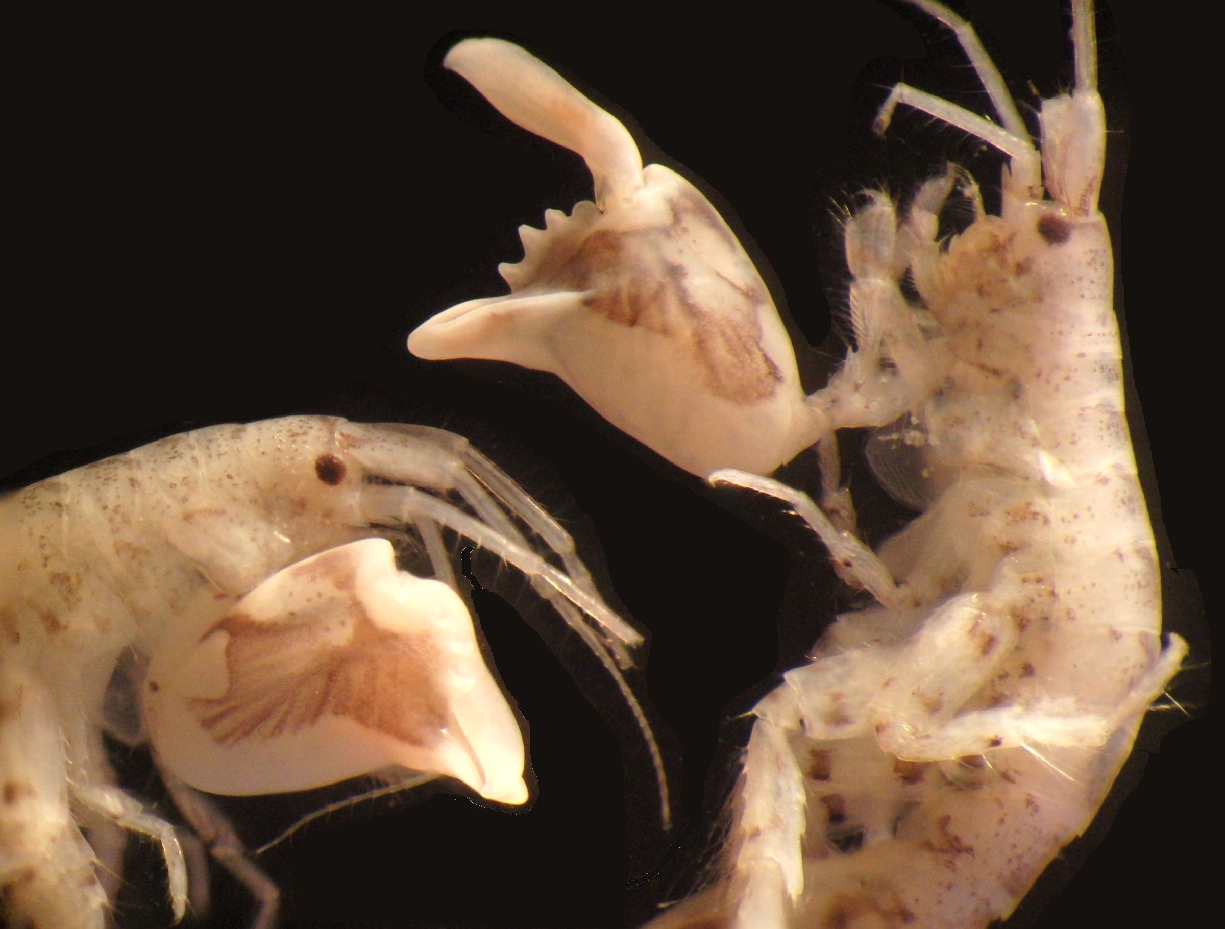 This photo shows amphipods under the microscope CREDIT Patek lab