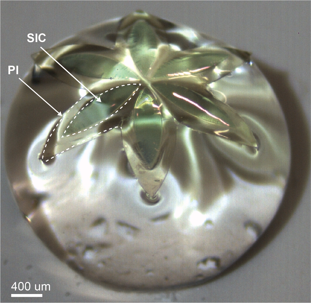 Optical image of a ultra-thin flower-shaped silicon carbide (SiC) wide bandgap semiconductor stamped onto a polyimide (PI) film and placed onto a water droplet. Image supplied by Thanh-An Truong.
