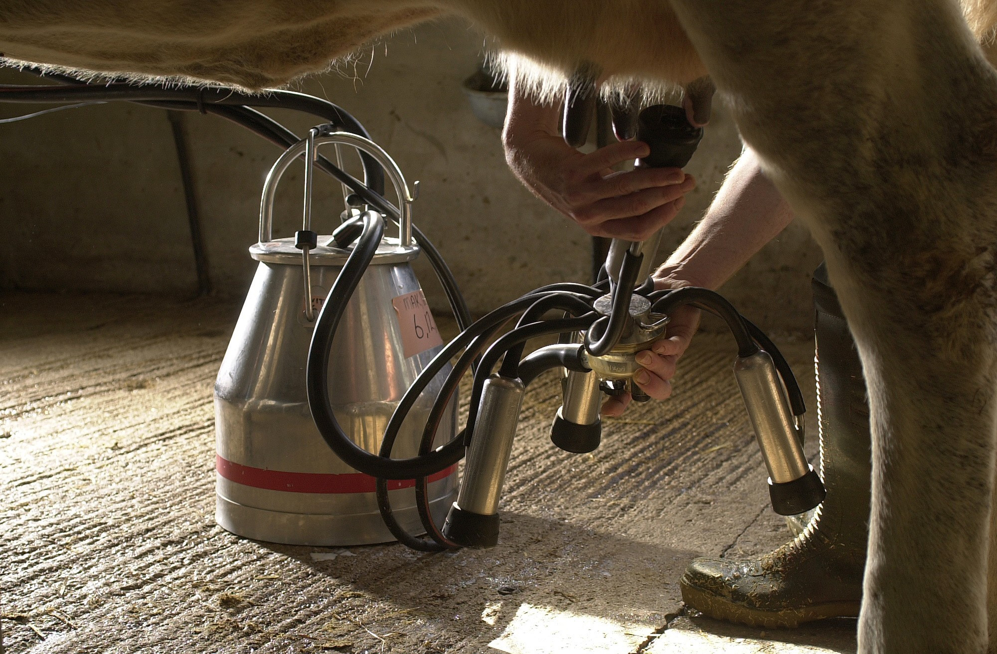 Cattle being tested for pesticide residue. PHOTO: Understanding Animal Research/Wellcome Images (CC 4.0) - https://www.understandinganimalresearch.org.uk/