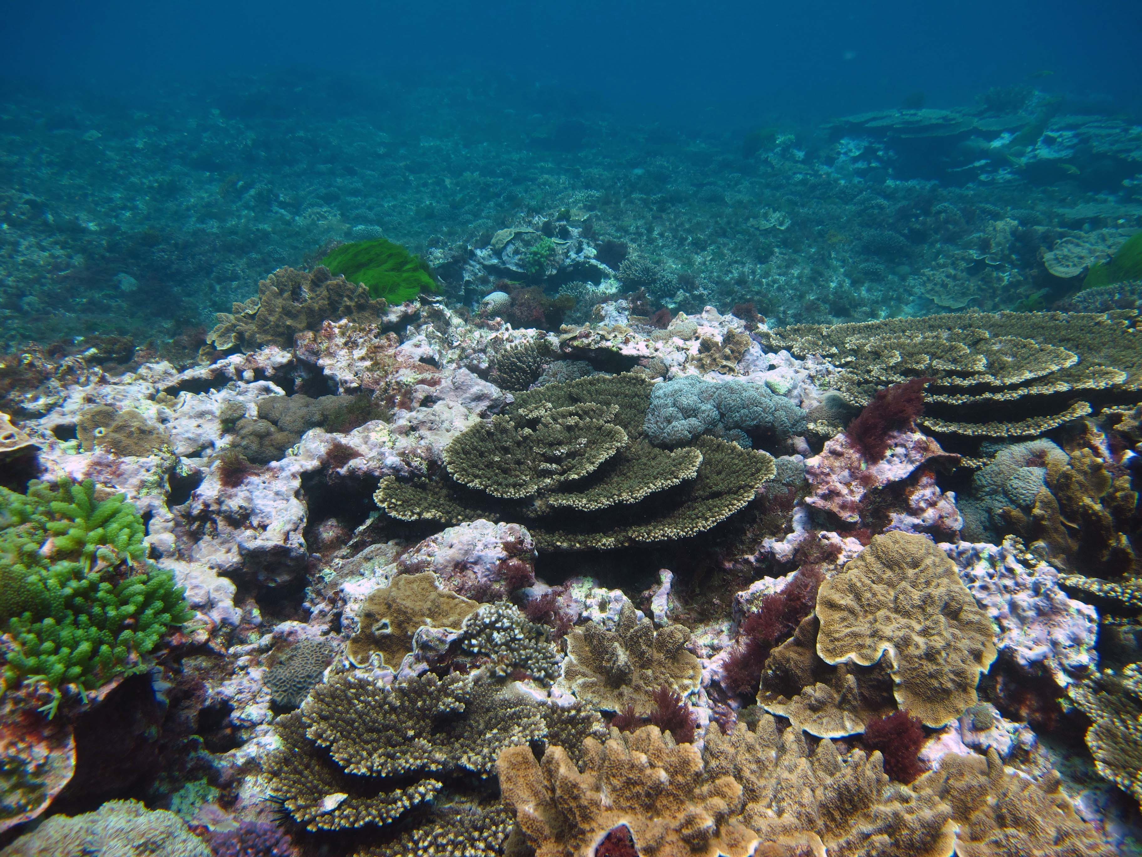 Corals on Lord Howe Island.