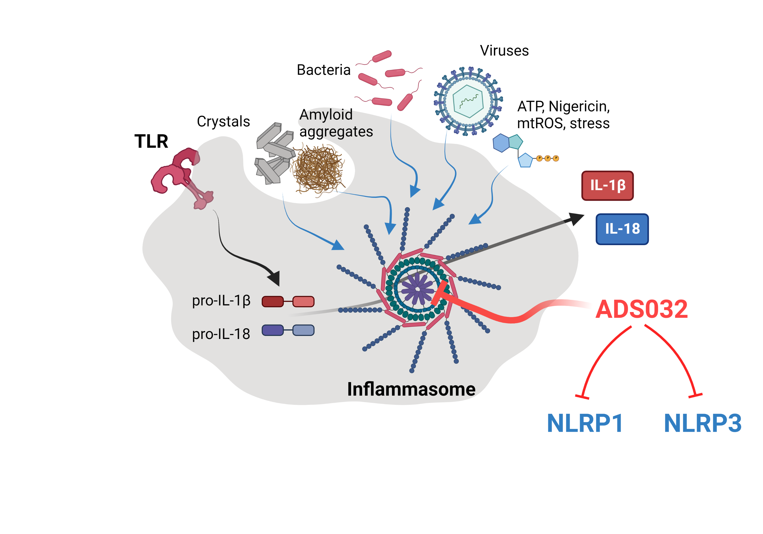 Hudson Institute of Medical Research