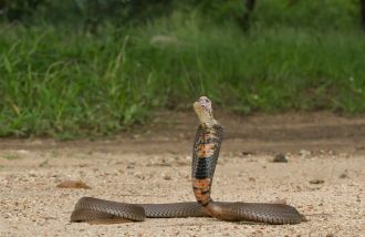 Mozambique spitting cobra