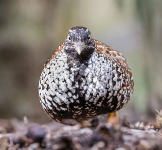 The black-breasted buttonquail