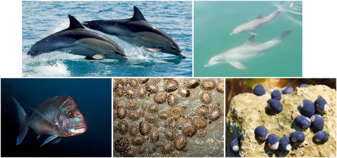 Study species, left to right. Top: Delphinus delphis (common dolphin), Tursiops aduncus (Indo-Pacific bottlenose dolphin). Bottom: Australasian snapper,  Van Diemen’s siphon limpet, black nerite snail.