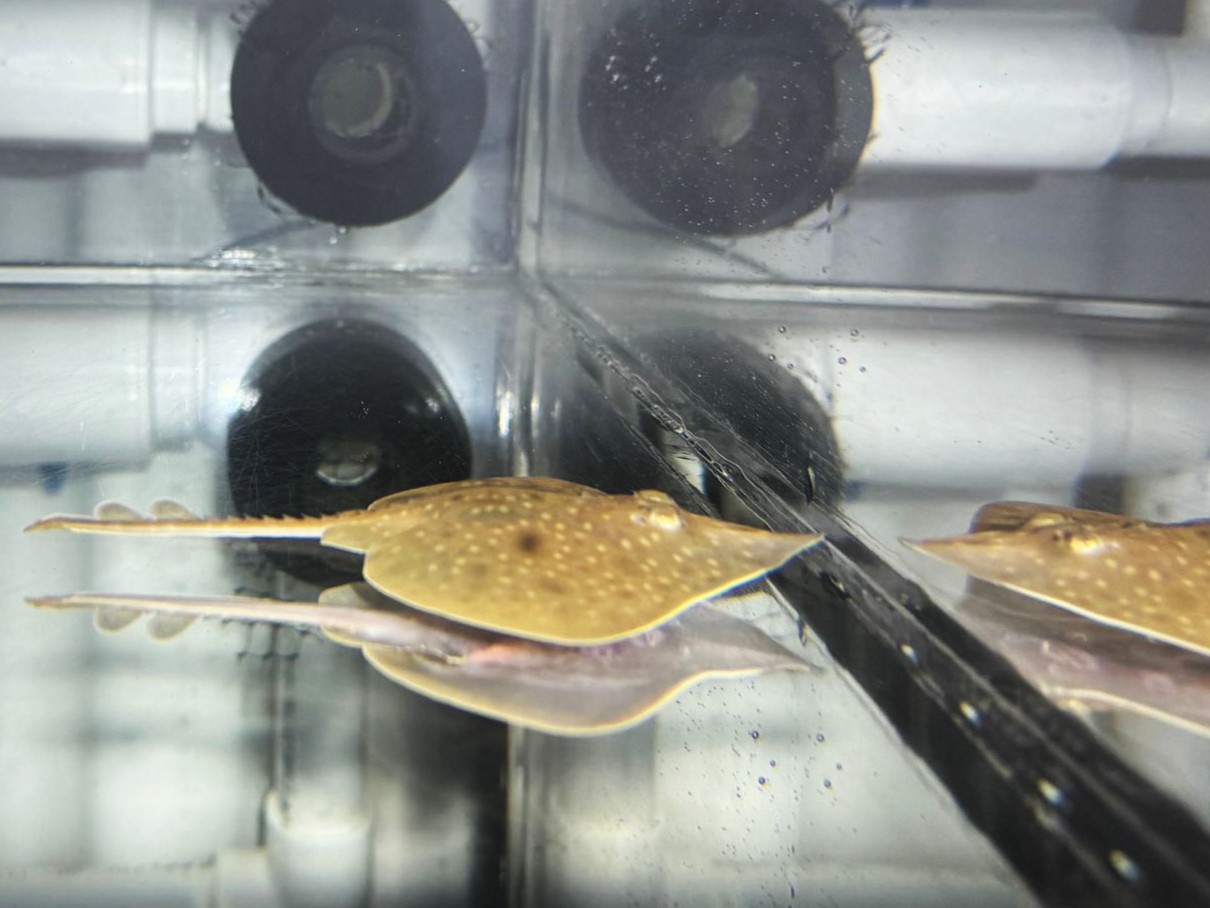 The baby Maugean skate that has hatched at the Institute for Marine and Antarctic Studies. Photo by Jayson Semmens