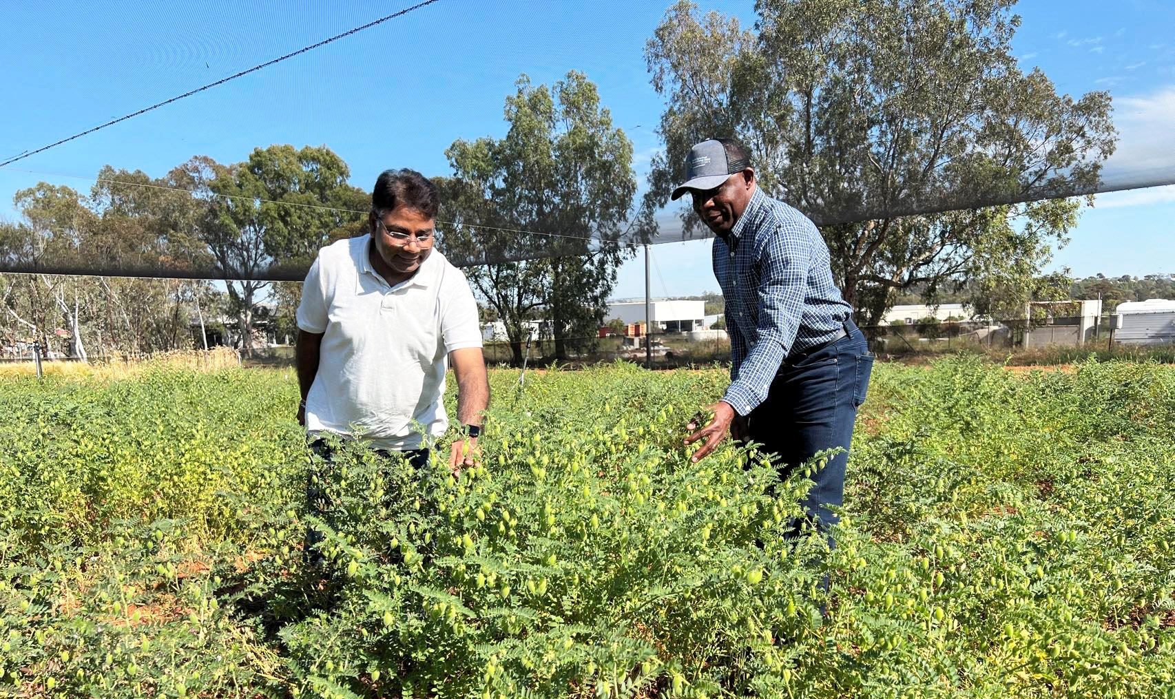 CCFI Director, Prof Rajeev Varshney and GRDC Senior Manager,  Oilseeds and Pulses,  Dr Francis Ogbonnaya  inspect Australian chickpeas