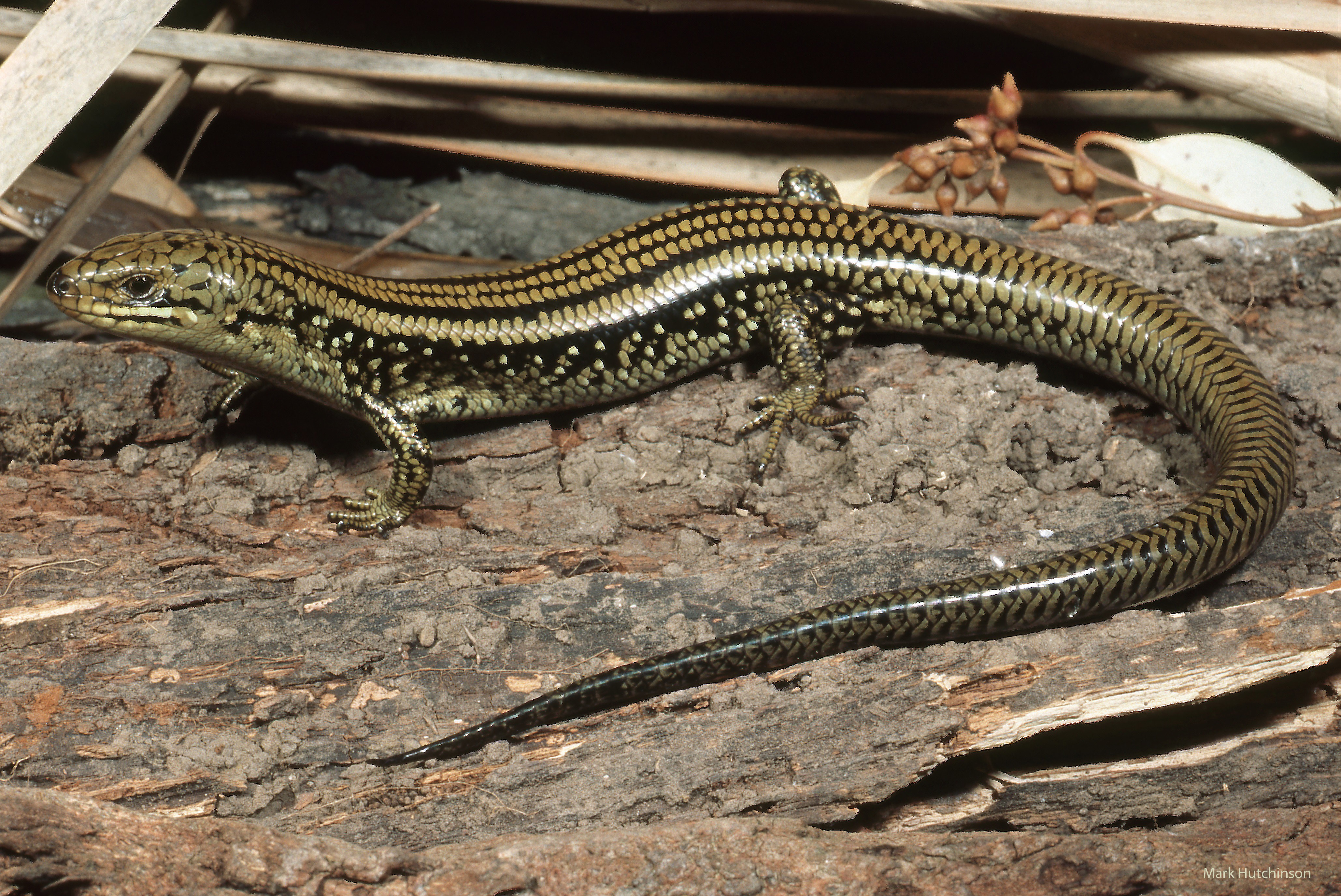 Swamp Skink (Lissolepis coventryi), which is probably the living lizard most similar to the new fossil. Photo: Dr Mark Hutchinson, SA Museum / Flinders University