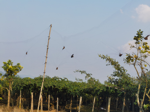 Bats in orchard,  Credit: Kuang et al., 2025, PLOS Pathogens, CC-BY 4.0 (https://creativecommons.org/licenses/by/4.0/) 