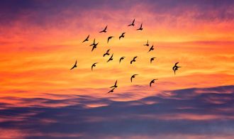 Birds in flight